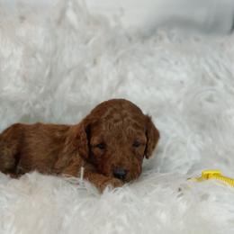 August OFA and CHIC sire - Red  male Poodle puppy in Westfield, North Carolina from Legacy Pets