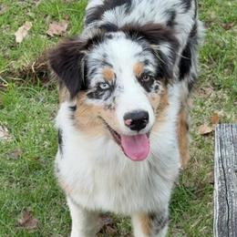 Lyric - Australian Shepherd