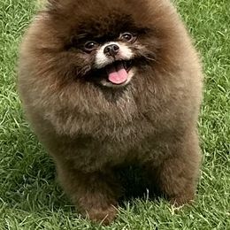 Choco - Pomeranian