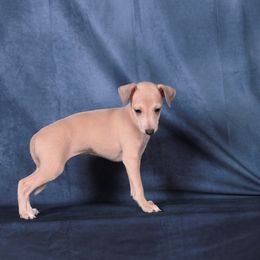 Brussels Griffon and Italian Greyhound Puppies from Adornare Kennels
