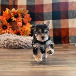 Ella - Black and tan female Morkie puppy in Guthrie, Kentucky from Happy Tail Puppies