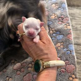 Bonzie - Cream male Chihuahua puppy in Summerfield, Florida from Uey’s Chihuahuas
