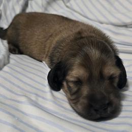 Argon - Cream male Dachshund puppy in Centerville, Georgia from Mel's LowRider Ranch