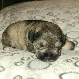 Gunter - Salt and pepper male Miniature Schnauzer puppy in Graham, Washington from Kristy's French Bulldogs & Mini Schnauzers