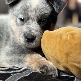 Australian Cattle Dog Puppies from Red Horizon ACD Kennels