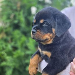 Bailey - Black and mahogany female Rottweiler puppy in Cottage Grove, Oregon from Divine Rottweilers