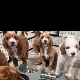 Goldendoodle Puppies from The Doodle House