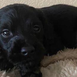 Cockapoos, Cocker Spaniels, and Poodles from Pawfect Transporters, LLC