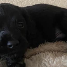 Cockapoos, Cocker Spaniels, and Poodles from Pawfect Transporters, LLC