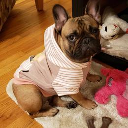 French Bulldog Puppies from Legend French Bulldogs