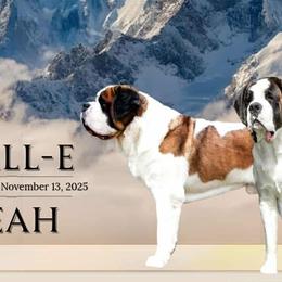 Saint Bernards from Sierra Nevada Saints