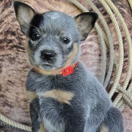 Buckle - Blue speckled female Australian Cattle Dog puppy in Prescott Valley, Arizona from HT Heelers