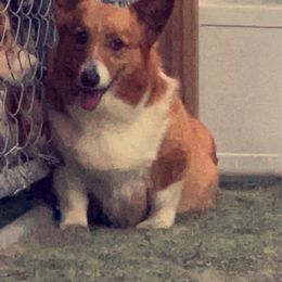Tootsie - Pembroke Welsh Corgi