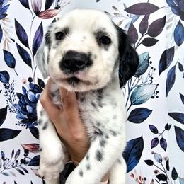 Peach- Cougar long coat - White and black female Dalmatian puppy in Gray, Georgia from Fuller Spots