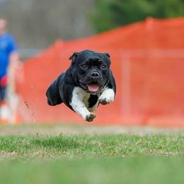Staffordshire Bull Terriers from Equinox Staffords