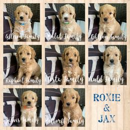 Bernedoodle and Goldendoodle Puppies from I Dream of Doodles