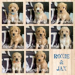 Bernedoodle and Goldendoodle Puppies from I Dream of Doodles
