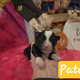 Patch - Black tri female Toy Australian Shepherd puppy in Forney, Texas from Texas Talent Toy Aussie's
