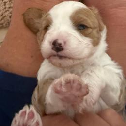 Butterscotch - White male Cavapoo puppy in Santaquin, Utah from Willow & Wag Farm