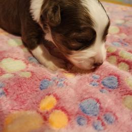 Toy Australian Shepherd Puppies from Crazy Aussie Chaos