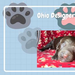 Double Doodle and Goldendoodle Puppies from Ohio Designer Doodles