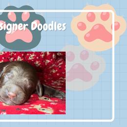 Double Doodle and Goldendoodle Puppies from Ohio Designer Doodles