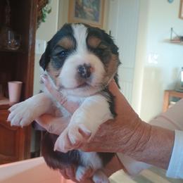 Puppy 5 - Black tri-color male Australian Shepherd puppy in Mayer, Arizona from Ms Priss Aussies