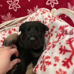 Cocoa- Girl 4 - German Shepherd puppy from Freedom Acres Farm