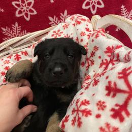 Cocoa- Girl 4 - German Shepherd puppy from Freedom Acres Farm