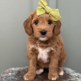 Green collar BONNIE - Apricot female Goldendoodle puppy in Salem, Utah from Aspen Doodles Utah
