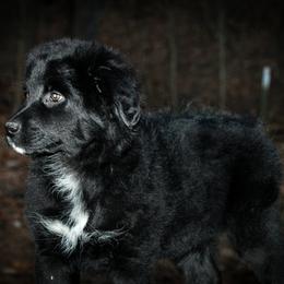 Cider - Black & white Australian Shepherd puppy in Coldwater, Michigan from Northern Star Australian Shepherds