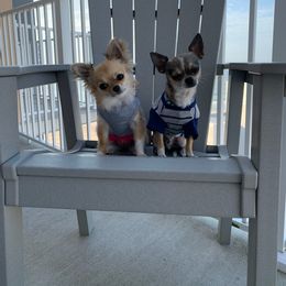 Chihuahua Puppies from Lil Angel's Chihuahuas