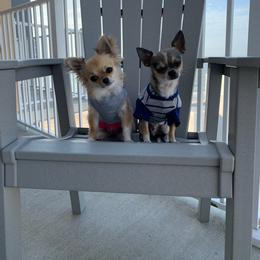 Chihuahua Puppies from Lil Angel's Chihuahuas