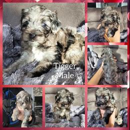 Tigger - Merle male Cockapoo puppy in Zanesville, Ohio from Oodles of Doodles & Poos