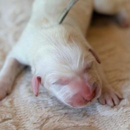 Cider - Gray - White male Great Pyrenees puppy in San Marcos, California from Faith Family Freedom Farm