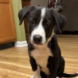 Jake - Border Collie puppy in Woodruff, South Carolina from Megan's Pups