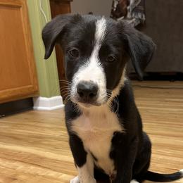 Jake - Border Collie puppy in Woodruff, South Carolina from Megan's Pups