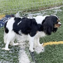 Lisa - Cavalier King Charles Spaniel