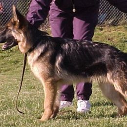 German Shepherd All Grown Up from Vom Harmon Haus German Shepherds