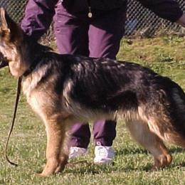 German Shepherd All Grown Up from Vom Harmon Haus German Shepherds