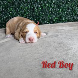 Boy 2 - Red male Bernedoodle puppy in Modesto, California from Two Doods Doodles