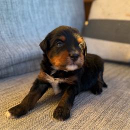 Boy 6 - Tri-color male Bernedoodle puppy in Spring Hill, Florida from Ohana Doodles