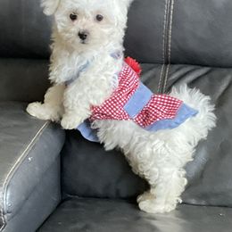 Companion Cross, Maltese, and Maltipoo Puppies from Best Maltese & Toy Poodles of Texas