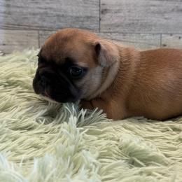Charm - Fawn female French Bulldog puppy in Riverview, Florida from The Frenchie Lady Co.