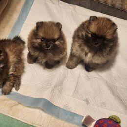 Pomeranian Puppies from POMS USA