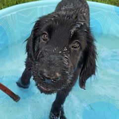 Flat-Coated Retrievers from Grand Mere Flat Coated Retrievers