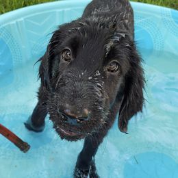 Flat-Coated Retrievers from Grand Mere Flat Coated Retrievers