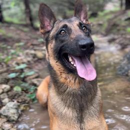 Frank - Fawn male Belgian Malinois puppy in China Spring, Texas from Childress Creek Kennels