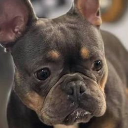 French Bulldogs from Bad Bulliez