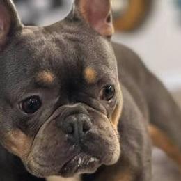 French Bulldogs from Bad Bulliez